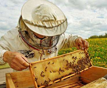 The Sweet Truth Behind Honey