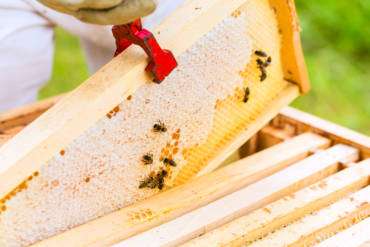 Tutorial: Beekeeping Plans, Supplies & Ideas